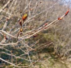 Attēlu rezultāti vaicājumam “Aronia melanocarpa bud”