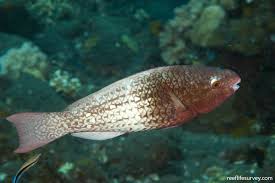 Image result for Scarus rubroviolaceus