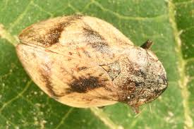 Attēlu rezultāti vaicājumam “Lepyronia coleoptrata”