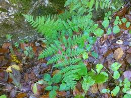 Attēlu rezultāti vaicājumam “Gymnocarpium robertianum”