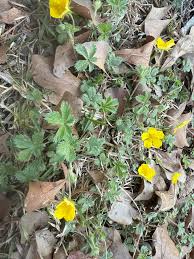 Attēlu rezultāti vaicājumam “Potentilla arenaria leaf”