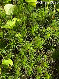 Attēlu rezultāti vaicājumam “Polytrichum commune”