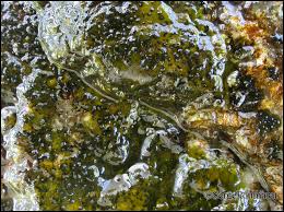 Attēlu rezultāti vaicājumam “Verrucaria hydrela”