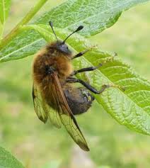 Attēlu rezultāti vaicājumam “Trichiosoma”