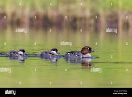 Attēlu rezultāti vaicājumam “Bucephala clangula juvenile”