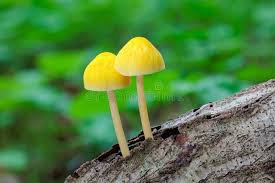 Attēlu rezultāti vaicājumam “Pluteus leoninus”