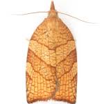 Attēlu rezultāti vaicājumam “Pandemis corylana”