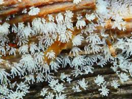 Attēlu rezultāti vaicājumam “Ceratiomyxa fruticulosa spores”