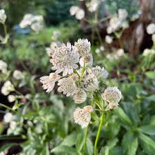 Attēlu rezultāti vaicājumam “Hippophae rhamnoides male flower”
