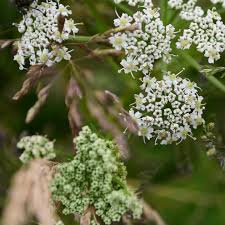 Attēlu rezultāti vaicājumam “Angelica palustris”