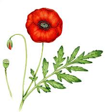 Image result for Papaver rhoeas