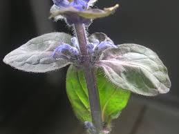 Image result for Ajuga reptans