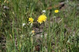 Image result for Agoseris major