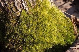 Attēlu rezultāti vaicājumam “Oxyrrhynchium hians var. rigidum”