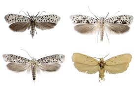 Attēlu rezultāti vaicājumam “Yponomeutidae”