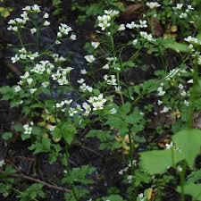 Attēlu rezultāti vaicājumam “Cardamine amara”