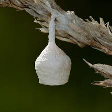 Attēlu rezultāti vaicājumam “Agroeca brunnea”