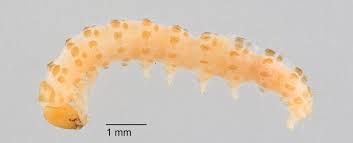 Attēlu rezultāti vaicājumam “Tischeria complanella larva”