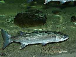 Image result for Chelon labrosus