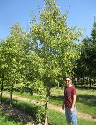 Attēlu rezultāti vaicājumam “Alnus incana”