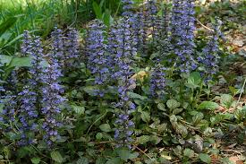 Attēlu rezultāti vaicājumam “Ajuga reptans flower”