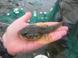 Image result for Parophrys vetulus