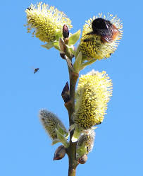 Attēlu rezultāti vaicājumam “Salix x doniana flower”