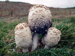 Attēlu rezultāti vaicājumam “Coprinus comatus”