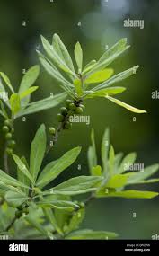 Attēlu rezultāti vaicājumam “Daphne mezereum leaf”