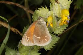Attēlu rezultāti vaicājumam “Coenonympha tullia”