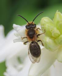 Attēlu rezultāti vaicājumam “Andrena haemorrhoa female”