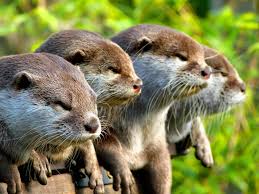 Image result for Worthing Otters