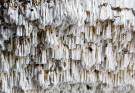 Attēlu rezultāti vaicājumam “Antrodia albida”