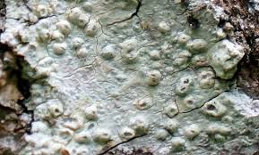 Attēlu rezultāti vaicājumam “Pertusaria leioplaca”