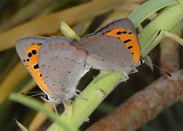 Attēlu rezultāti vaicājumam “Lycaena phlaeas”