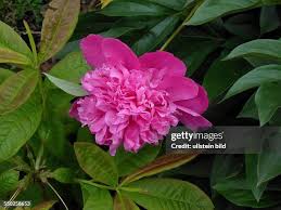 Image result for Pfingstrose