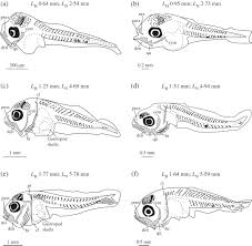 Image result for Argyrosomus inodorus