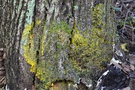 Attēlu rezultāti vaicājumam “Physarum luteolum spores”