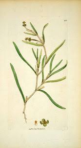 Attēlu rezultāti vaicājumam “Potamogeton compressus”