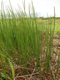 Attēlu rezultāti vaicājumam “Eleocharis uniglumis leaf”