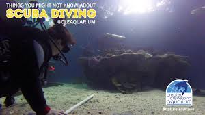 Image result for Cleveland Divers