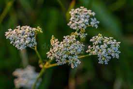 Image result for Chaerophyllum aureum