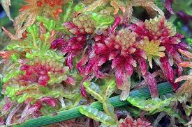 Attēlu rezultāti vaicājumam “Jamesoniella autumnalis sporophyte”