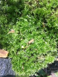 Attēlu rezultāti vaicājumam “Plagiomnium elatum”