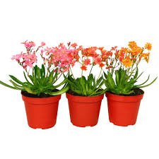 Image result for Bitterwurz