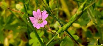 Attēlu rezultāti vaicājumam “Geranium molle flower”