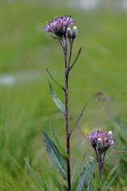 Attēlu rezultāti vaicājumam “Saussurea esthonica flower”