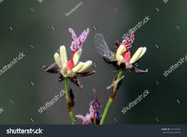 Attēlu rezultāti vaicājumam “Juncus gerardii”