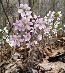 Attēlu rezultāti vaicājumam “Hepatica nobilis fruit”