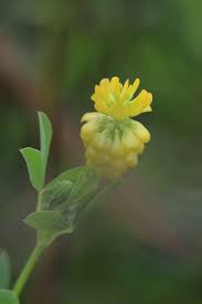 Attēlu rezultāti vaicājumam “Trifolium aureum”
